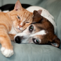 Ashley Wildlife Control